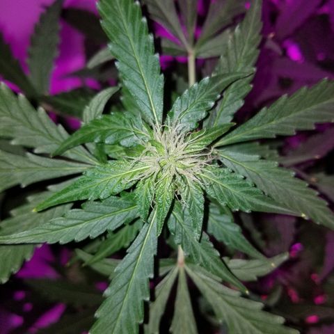 Bam Bam #2 growlog timeline photo