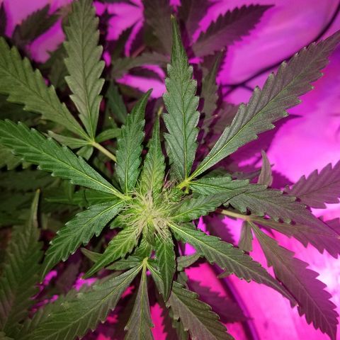Bam Bam #2 growlog timeline photo