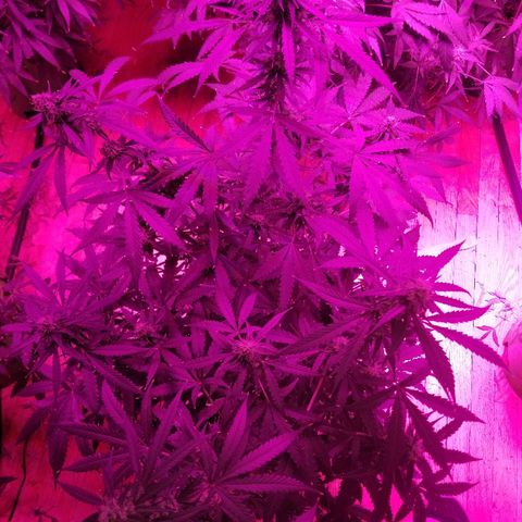 Bam Bam #3 growlog timeline photo