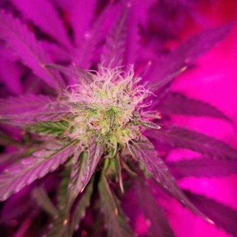 Bam Bam #3 growlog timeline photo