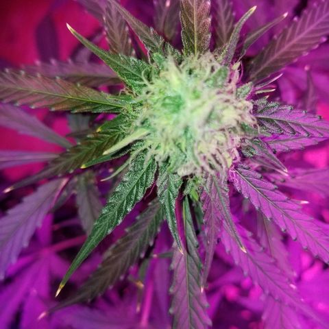 Bam Bam #3 growlog timeline photo