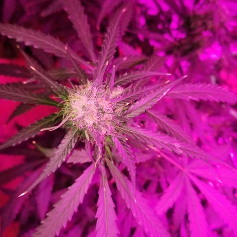Bam Bam #3 growlog timeline photo
