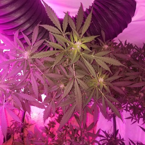 G14 #1 growlog timeline photo