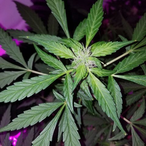 G14 #1 growlog timeline photo