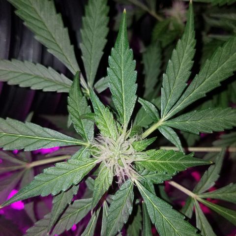 G14 #1 growlog timeline photo