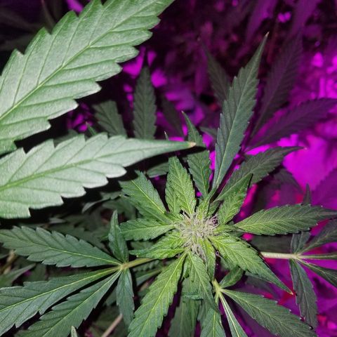 G14 #1 growlog timeline photo