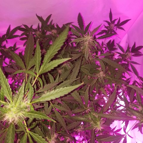 Do Si Dos Auto growlog timeline photo