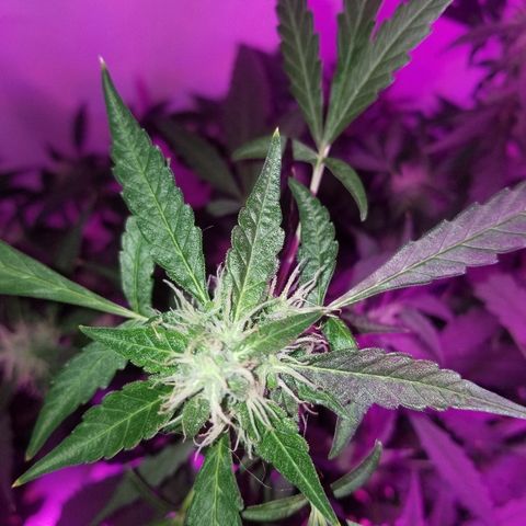Do Si Dos Auto growlog timeline photo