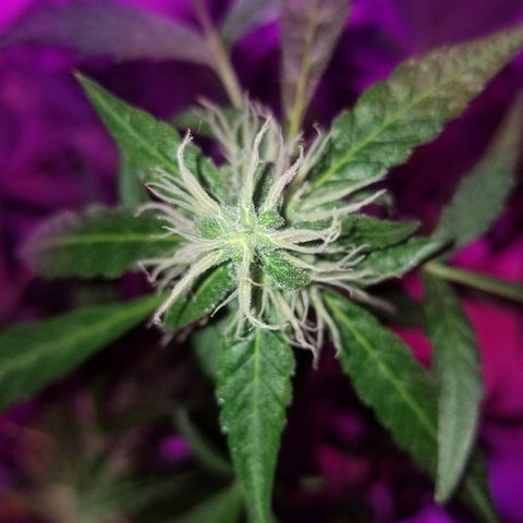 Do Si Dos Auto growlog timeline photo