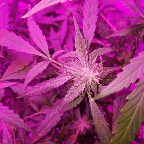 Do Si Dos Auto growlog timeline photo