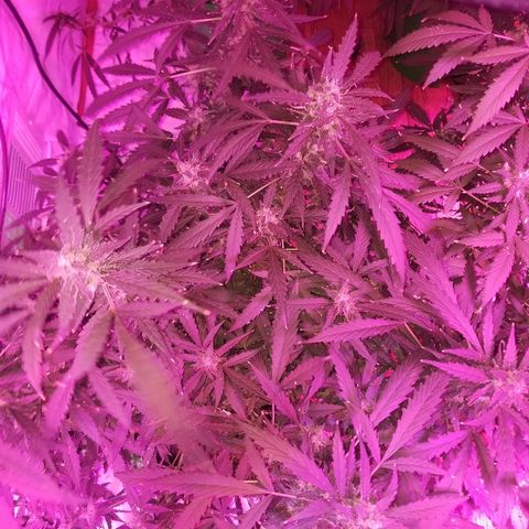 Kracken #2 growlog timeline photo