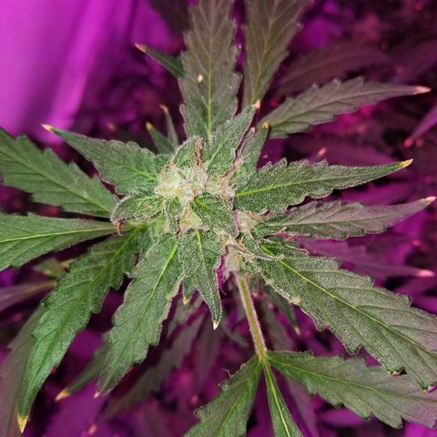 Kracken #2 growlog timeline photo