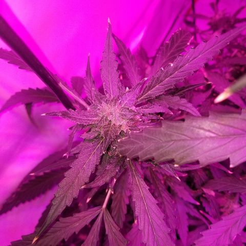 Kracken #2 growlog timeline photo