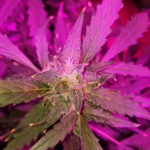 Kracken #2 growlog timeline photo