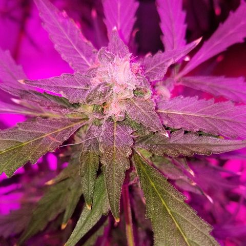 Kracken #2 growlog timeline photo
