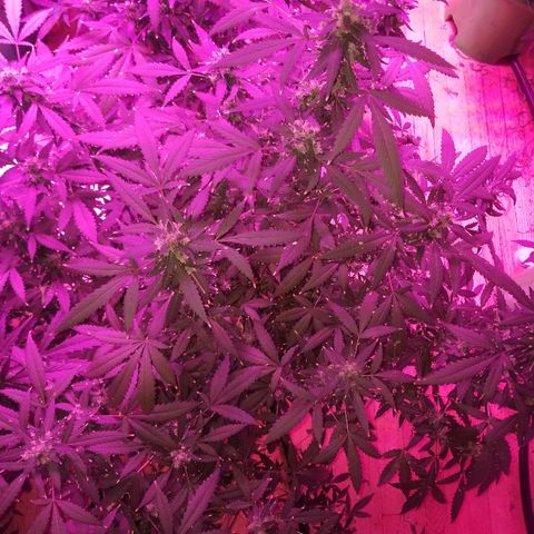 Kracken #1 growlog timeline photo
