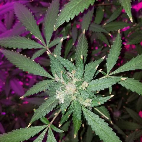 Kracken #1 growlog timeline photo