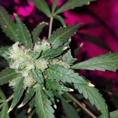 Kracken #1 growlog timeline photo