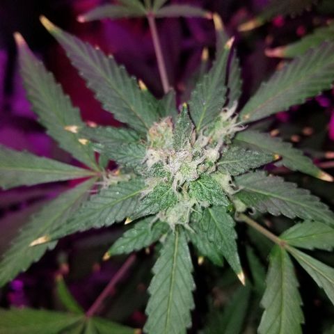 Kracken #1 growlog timeline photo