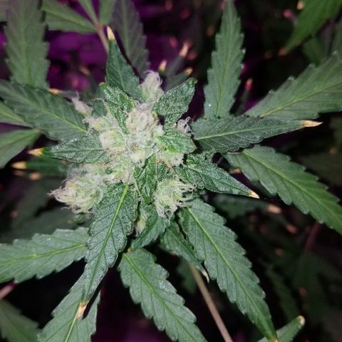 Kracken #1 growlog timeline photo