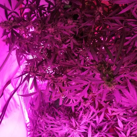 Bubblegum breath  #2 growlog timeline photo