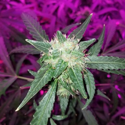 Bubblegum breath  #2 growlog timeline photo