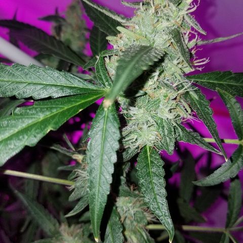 Bubblegum breath  #2 growlog timeline photo