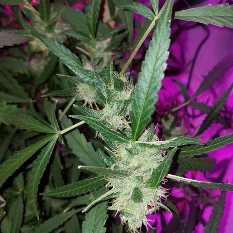 Bubblegum breath  #2 growlog timeline photo