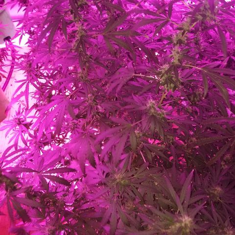Bubblegum breath  #1 growlog timeline photo