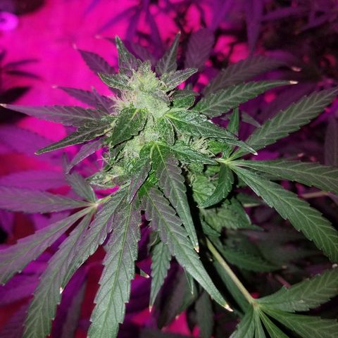 Bubblegum breath  #1 growlog timeline photo