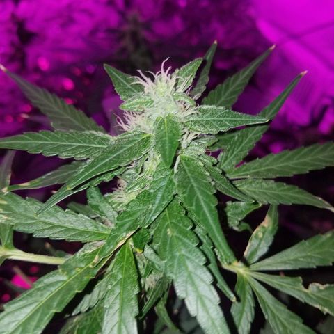 Bubblegum breath  #1 growlog timeline photo