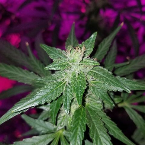 Bubblegum breath  #1 growlog timeline photo