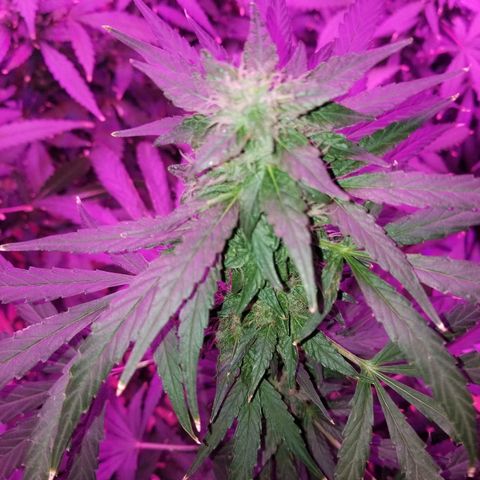 Bubblegum breath  #1 growlog timeline photo