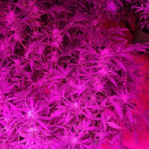 Bitchen Camaro  growlog timeline photo