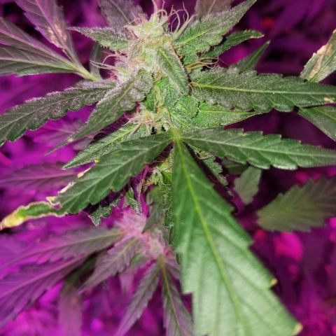 Bitchen Camaro  growlog timeline photo