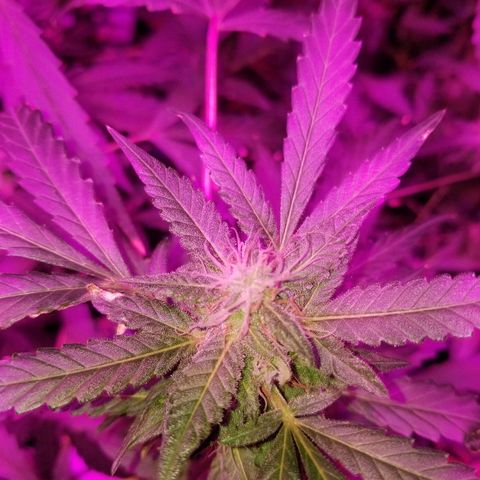 Bitchen Camaro  growlog timeline photo