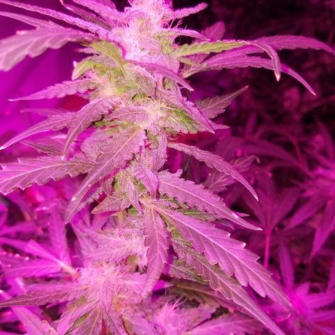 Bitchen Camaro  growlog timeline photo