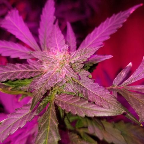 Bitchen Camaro  growlog timeline photo