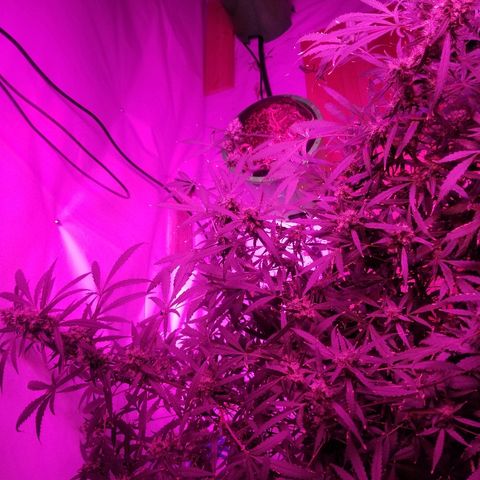 White widow  #1 growlog timeline photo