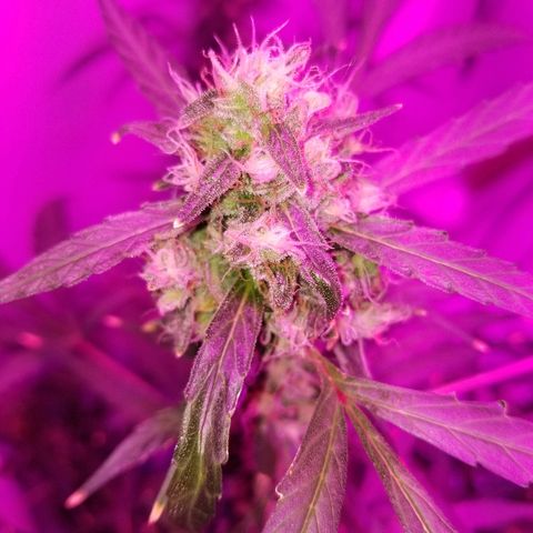 White widow  #1 growlog timeline photo