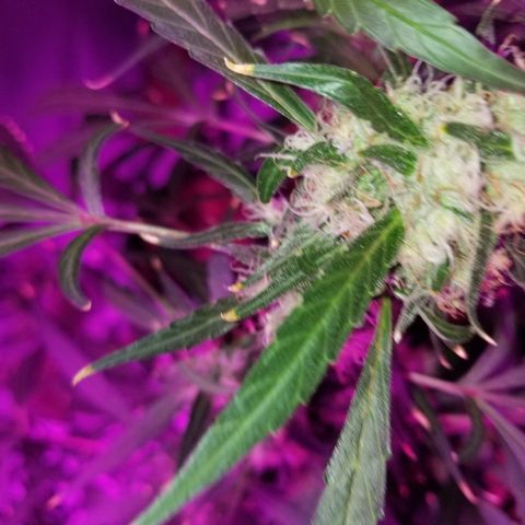 White widow  #1 growlog timeline photo