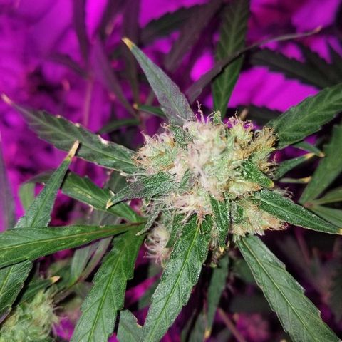 White widow  #1 growlog timeline photo