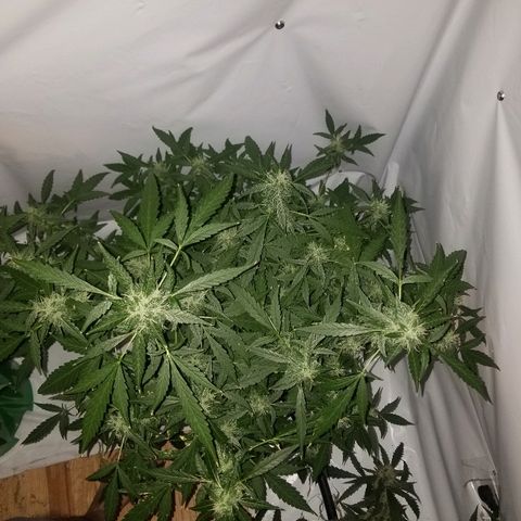 Do Si Dos Auto growlog timeline photo