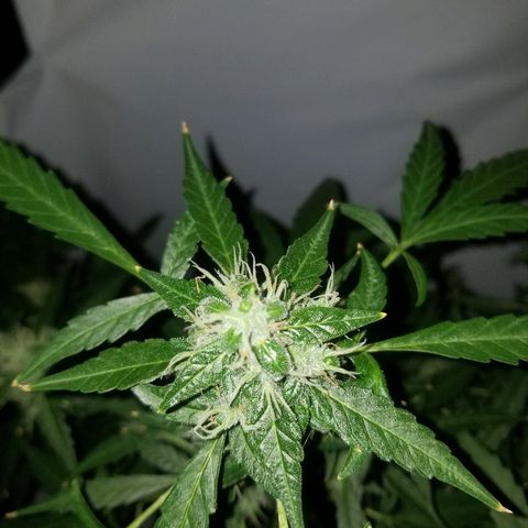 Do Si Dos Auto growlog timeline photo