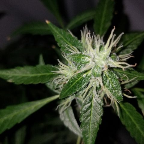 Do Si Dos Auto growlog timeline photo