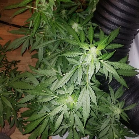 G14 #1 growlog timeline photo