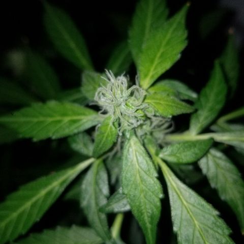 G14 #1 growlog timeline photo