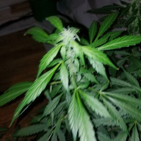 G14 #1 growlog timeline photo