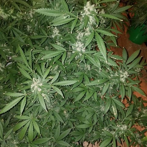 Kracken #1 growlog timeline photo