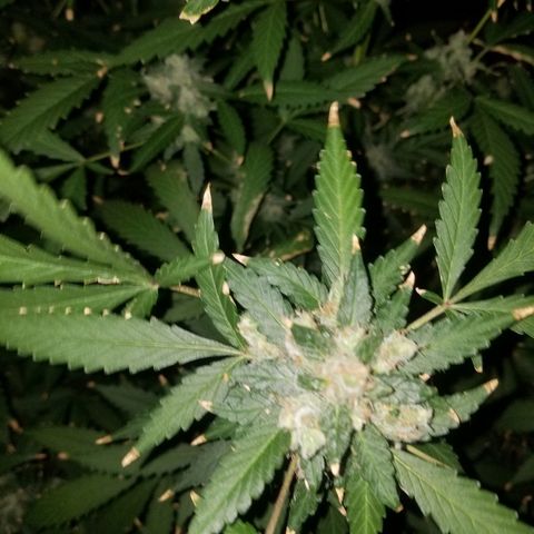 Kracken #1 growlog timeline photo
